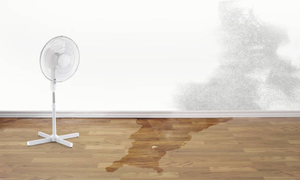 Best Water damage contractors near me  in Keeler Farm, NM